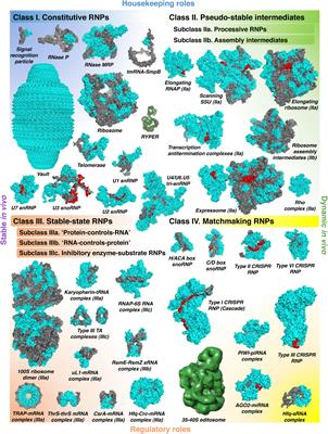 The World of Stable Ribonucleoproteins and Its Mapping With Grad-Seq and Related Approaches